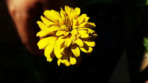 Close-up of yellow flower