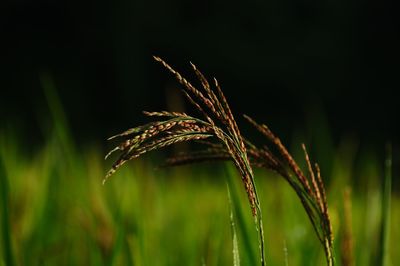 Close-up of stalks in field