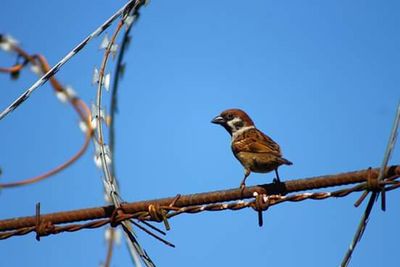 Low angle view of bird perched on railing