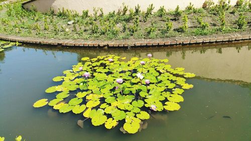 Close-up of water lily in lake