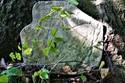 High angle view of trees and rocks