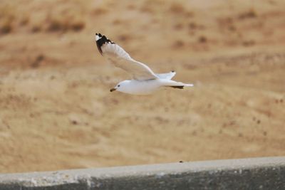 Seagull flying over beach