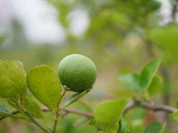 Close-up of fruits growing on tree