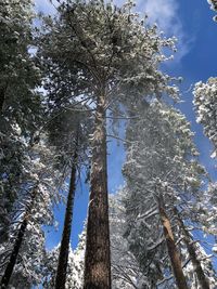 Low angle view of trees against sky during winter
