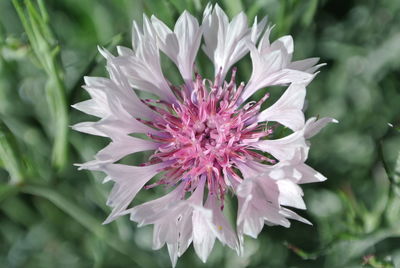 Close-up of flower blooming outdoors