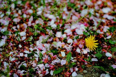 Close-up of flowering plants on field