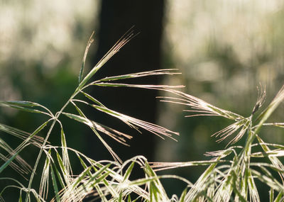 Close-up of plant against blurred background