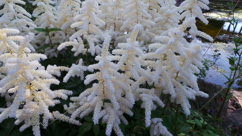 Close-up of snow covered plants