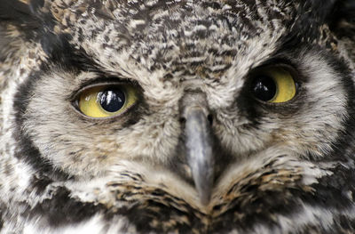 Close-up portrait of owl