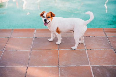 Portrait of dog standing by swimming pool