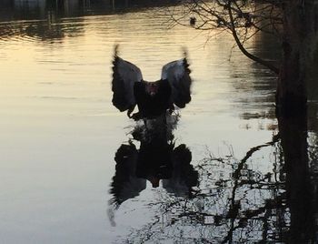 Reflection of trees in water