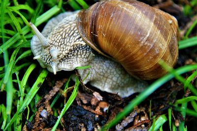 Close-up of snail on field