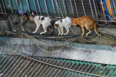 High angle view of a dog