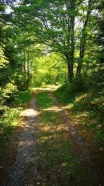 Footpath amidst trees in forest