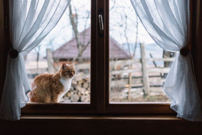 Cat looking through window