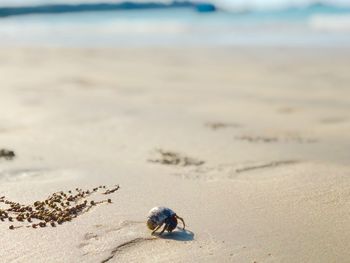 High angle view of shell on beach