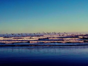 Birds flying over sea against clear blue sky