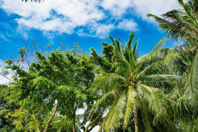 Low angle view of palm trees against blue sky