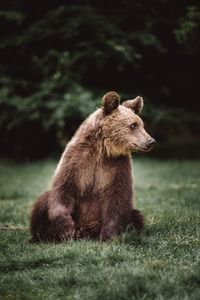Portrait of a cute brown bear. bear standing in the green grass in the wilderness forest. wild anima