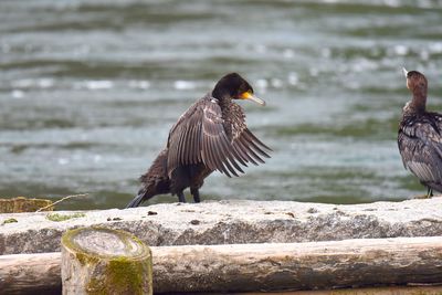 Birds perching on rock