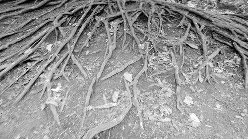 Full frame shot of lizard on sand