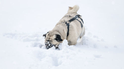 Small dog of pug breed playing in the snow. he has big eyes.