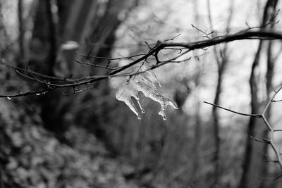 Close-up of wet plants during winter