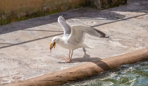 Side view of seagull flying over lake