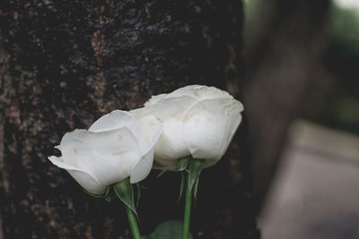 Close-up of white rose