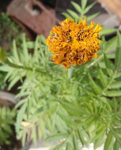 Close-up of yellow flowers blooming outdoors