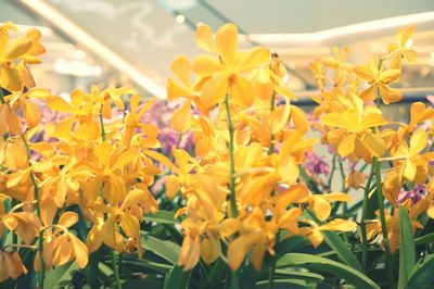 Close-up of yellow flowering plant