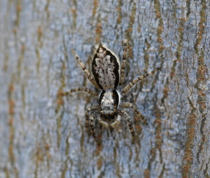 Close-up of spider on wood