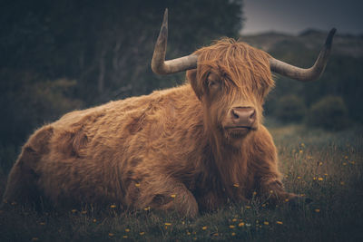 Highland cattle at schoorl