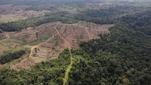 Rainforests decline sharply in sumatra, but rate of deforestation slows. 