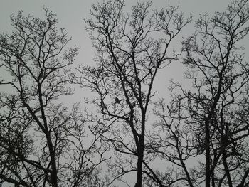 Low angle view of bare trees against clear sky