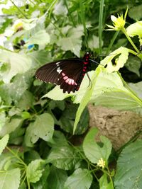 Butterfly on leaf