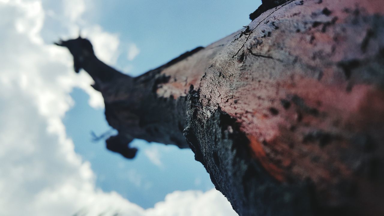 sky, low angle view, animal themes, horse, cloud - sky, one animal, cloud, mammal, livestock, domestic animals, outdoors, cloudy, day, herbivorous, no people, animals in the wild, wildlife, close-up, nature, focus on foreground