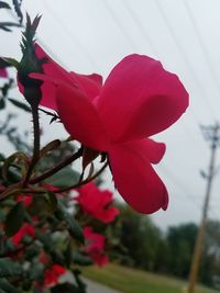 Close-up of pink flower