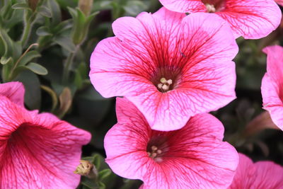 Close-up of pink flowering plants