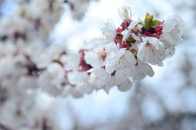 Close-up of cherry blossom