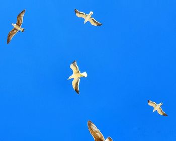 Low angle view of seagulls flying in sky