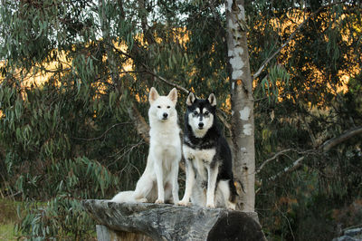 Portrait of dogs on bench against trees