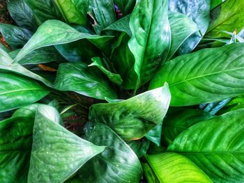 Full frame shot of green leaves