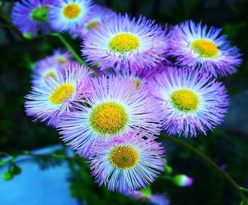 Close-up of purple flowering plants