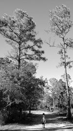 Horse by trees against sky