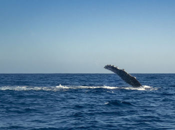 Humpback whale