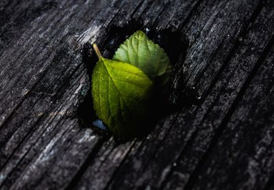 High angle view of leaf on wooden plank