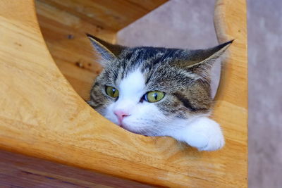 High angle portrait of a cat