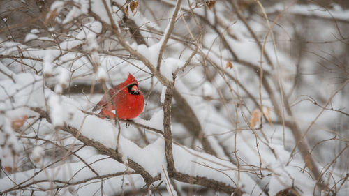 Red ladybug on snow covered tree