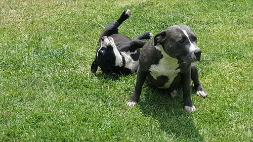 View of dogs on grassy field